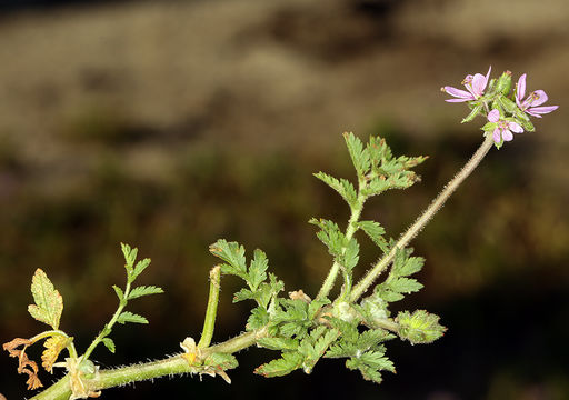 Слика од Erodium moschatum (L.) L'Her.