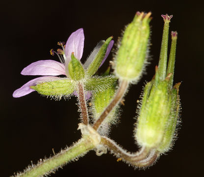 Image of musky stork's bill