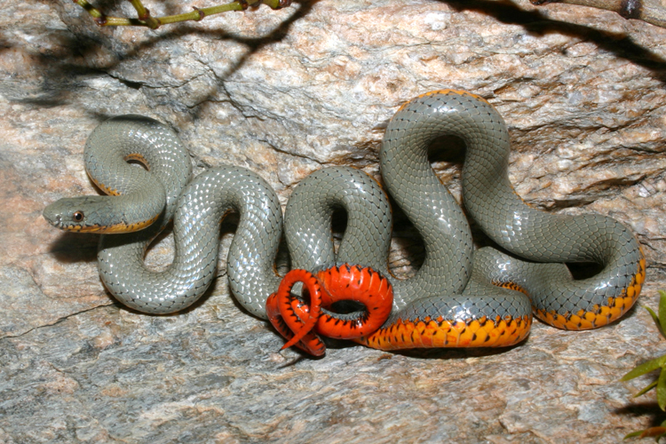 Image of Ring-necked Snake