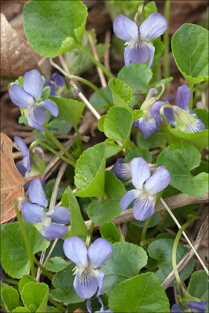 صورة Viola pyrenaica Ramond ex DC.