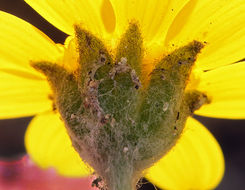 Image of Crum's monolopia