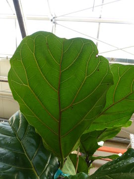 Image of fiddle-leaf fig