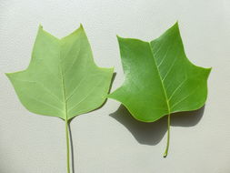 Image of Tulip tree