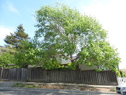 Image of Tulip tree