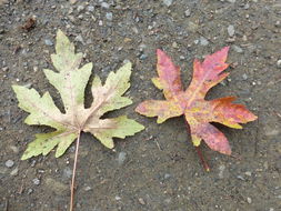 Image of Oriental Sweetgum