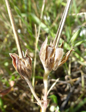 Image of <i>California macrophylla</i>