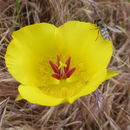 Image of clubhair mariposa lily