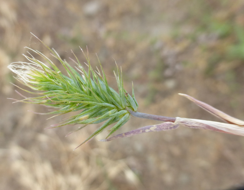 Plancia ëd Hordeum marinum subsp. gussoneanum (Parl.) Thell.