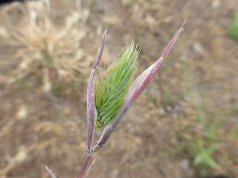 Image of Mediterranean barley