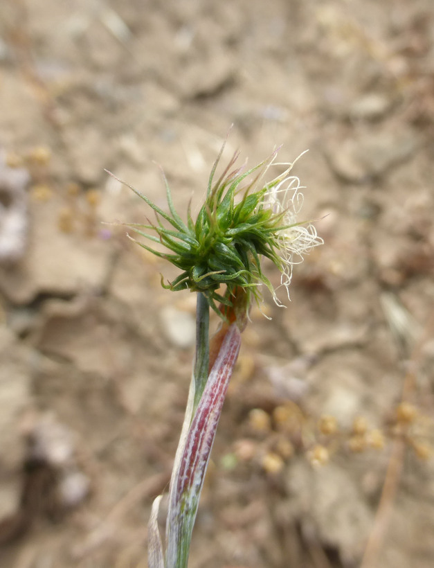 Plancia ëd Hordeum marinum subsp. gussoneanum (Parl.) Thell.