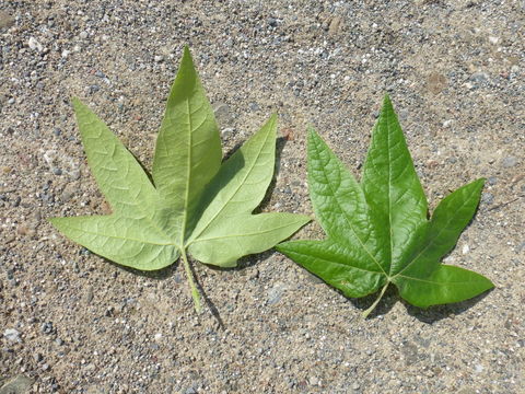 Platanus racemosa Nutt. ex Audubon的圖片