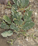 Image of cottony buckwheat