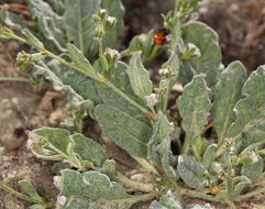 Image of cottony buckwheat