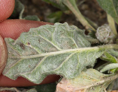 Image of cottony buckwheat