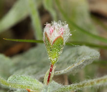 Image of cottony buckwheat