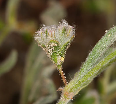 Image of cottony buckwheat