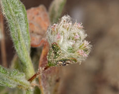 Image of cottony buckwheat