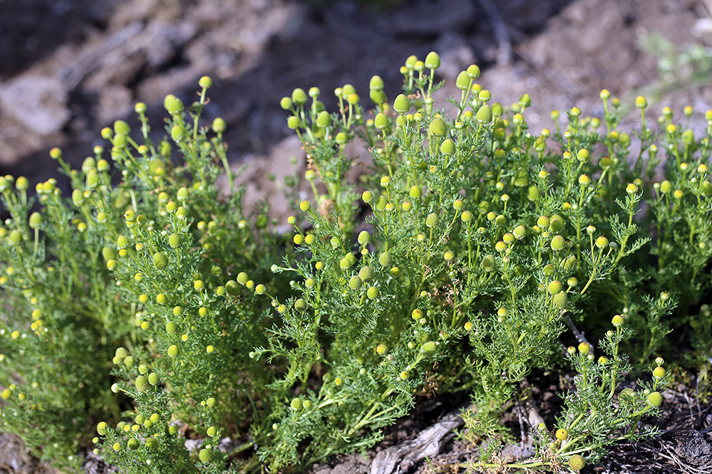 Слика од Matricaria occidentalis Greene