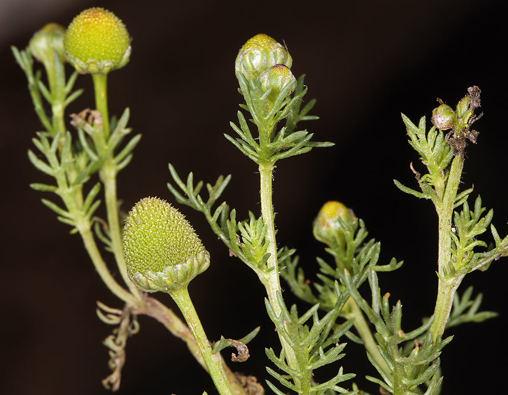 Слика од Matricaria occidentalis Greene