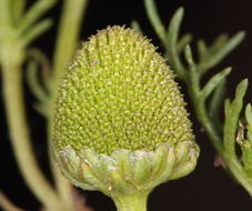 Image of Valley Mayweed