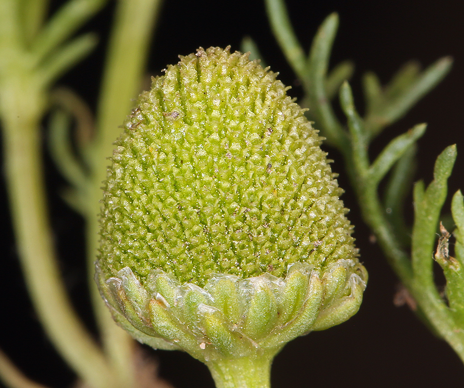 Слика од Matricaria occidentalis Greene