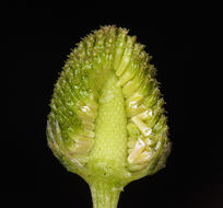 Image of Valley Mayweed