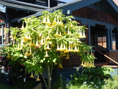 Image of <i>Brugmansia</i> × <i>candida</i>