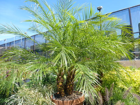 Image of pygmy date palm