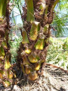 Image of pygmy date palm