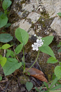 Omphalodes verna Moench的圖片