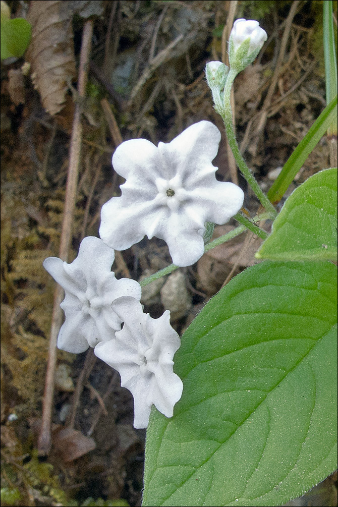 Image of blue-eyed-Mary