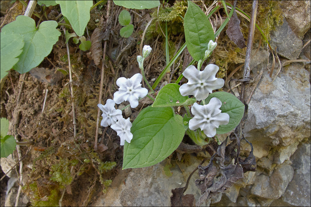 Omphalodes verna Moench的圖片