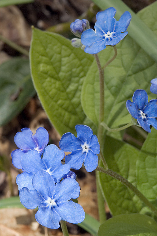 Omphalodes verna Moench的圖片