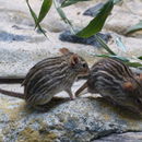 Image of Striped grass mouse