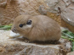 Image of Common Gundi