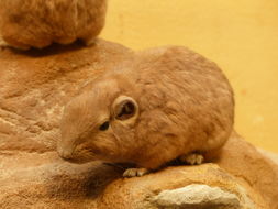 Image of Common Gundi