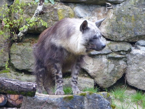 Image of Brown Hyena -- Brown Hyaena