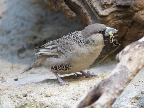 Image de Moineau-tisserin sociable