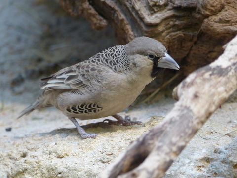 Image de Moineau-tisserin sociable