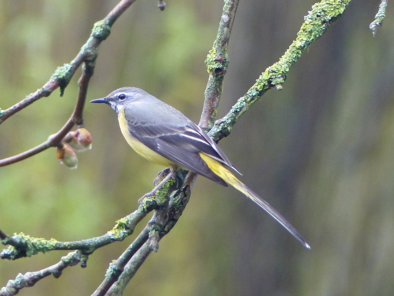 Imagem de Motacilla cinerea Tunstall 1771