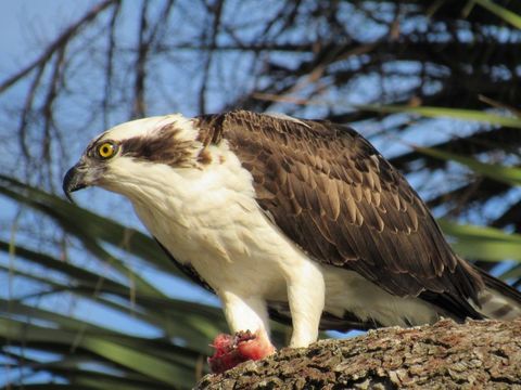 Image of Osprey