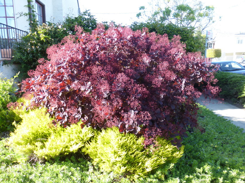 Image of European smoketree