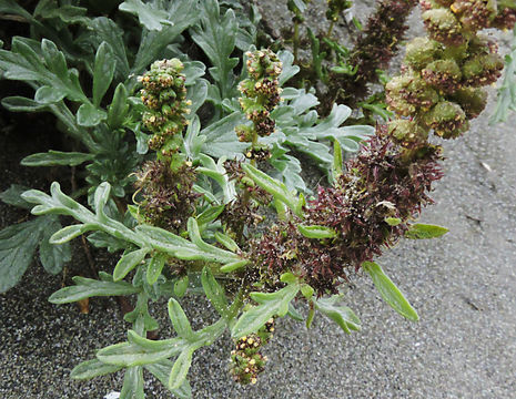 Image of silver bur ragweed