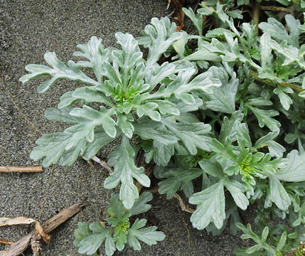 Image of silver bur ragweed