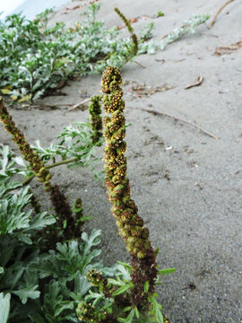 Image of silver bur ragweed