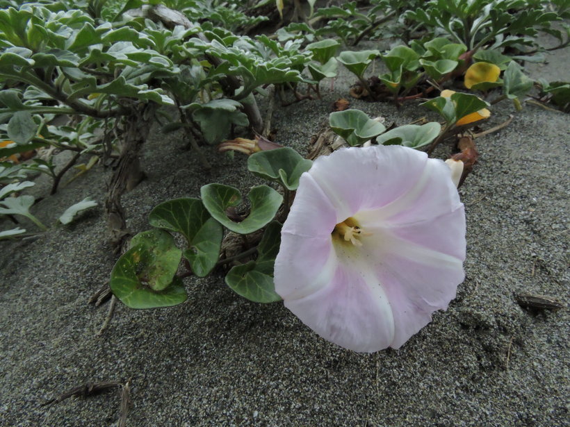 Image of Sea Bindweed