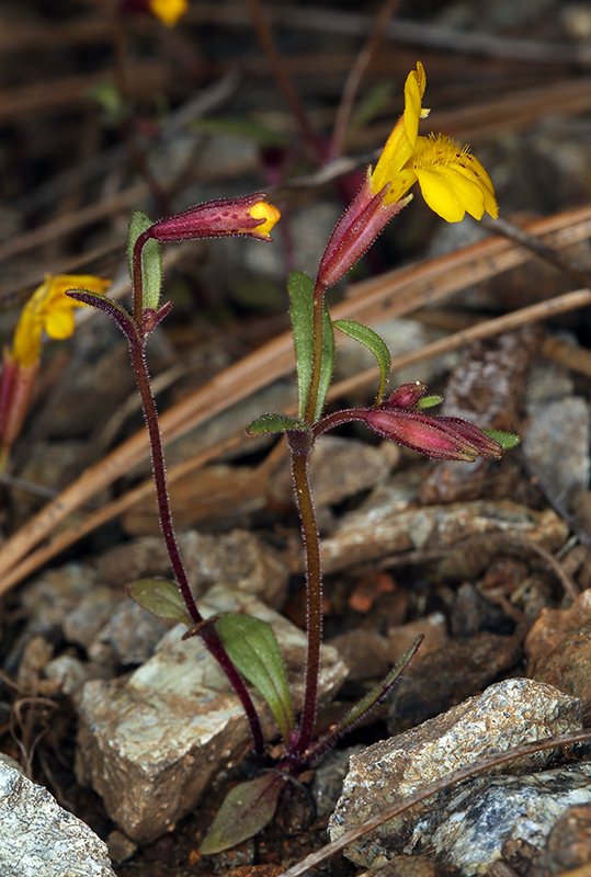 Image of <i>Mimulus pulsiferae</i>