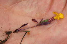 Image of <i>Mimulus pulsiferae</i>