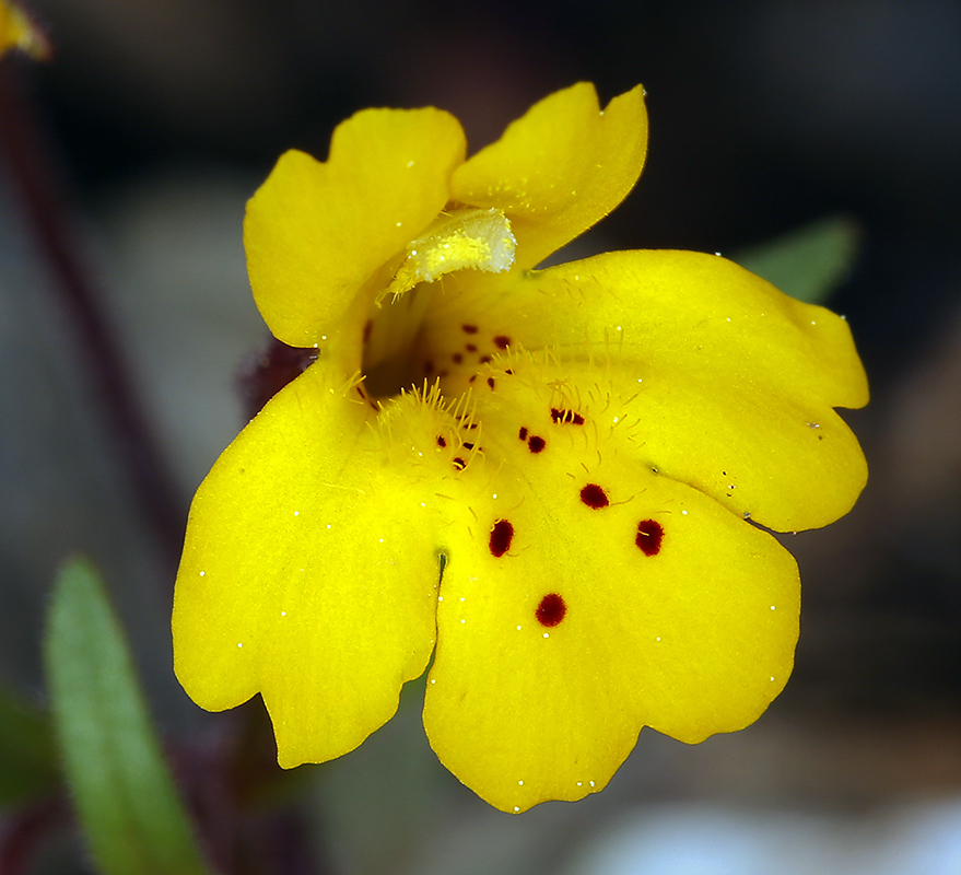 Plancia ëd <i>Mimulus pulsiferae</i>