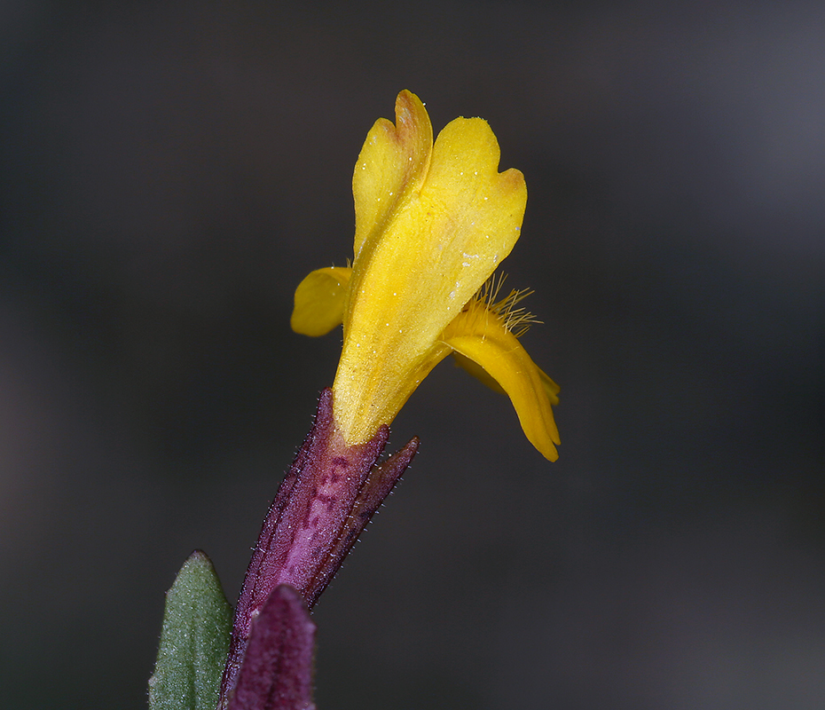 Plancia ëd <i>Mimulus pulsiferae</i>